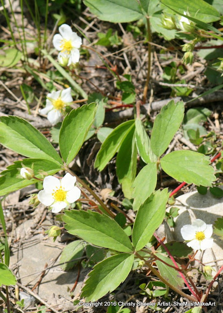 The white blossoms of the wild strawberry plant have bright yellow centers.