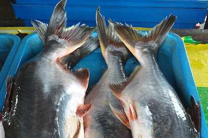 Harga Ikan Patin 2019