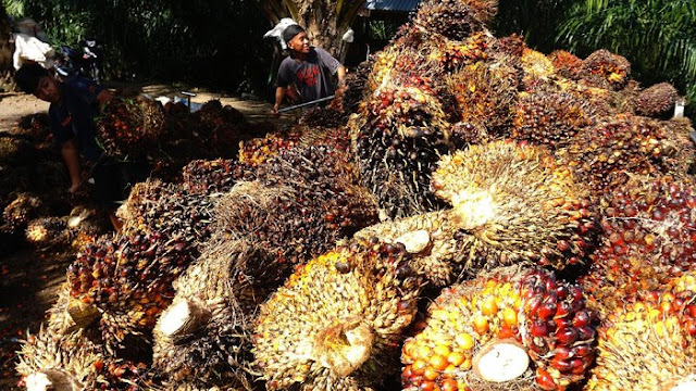 Harga Sawit Riau Naik Lagi, Pekan Ini Rp 2.889/Kg