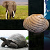 Which Animal Has the Longest Lifespan?
