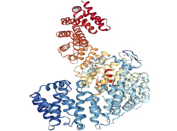 Struktur 3D Protein SNAIL