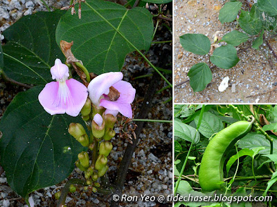 Maunaloa (Canavalia cathartica)