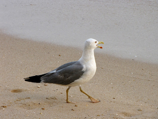 gull wallpaper,gull images;gull photo,gull picture,beautiful gull,cute gull,Pacific Gull, Larus pacificus, Belcher's Gull, Larus belcheri, Olrog's Gull, Larus atlanticus Black-tailed Gull, Larus crassirostris ,Heermann's Gull, Larus heermanni,Common Gull or Mew Gull, Larus canus,Ring-billed Gull, Larus delawarensis,California Gull, Larus californicusGreat Black-backed Gull, Larus marinus,Kelp Gull, Larus dominicanus, (called "Southern Black-backed Gull" or "Karoro" in New Zealand),Cape Gull, Larus dominicanus vetula,Glaucous-winged Gull, Larus glaucescens,Western Gull, Larus occidentalis,Yellow-footed Gull, Larus livens,Glaucous Gull, Larus hyperboreus,Iceland Gull, Larus glaucoides,Kumlien's Gull, Larus glaucoides kumlieni Thayer's Gull, Larus thayeri,European Herring Gull, Larus argentatus,Heuglin's Gull, Larus heuglini,American Herring Gull,Larus smithsonianus,Yellow-legged Gull,Larus michahellis,Caspian Gull, Larus cachinnans,East Siberian Herring Gull, Larus vegae,Armenian Gull,Larus armenicus,Slaty-backed Gull,Larus schistisagus,Lesser Black-backed Gull,Larus fuscus,White-eyed Gull,Ichthyaetus leucophthalmus,Sooty Gull,Ichthyaetus hemprichii,Great Black-headed Gull,Ichthyaetus ichthyaetus,Audouin's Gull, Ichthyaetus audouinii,Mediterranean Gull, Ichthyaetus melanocephalus,Relict Gull, Ichthyaetus relictus,Dolphin Gull, Leucophaeus scoresbii,Laughing Gull, Leucophaeus atricilla,Franklin's Gull, Leucophaeus pipixcan,Lava Gull, Leucophaeus fuliginosus,Gray Gull, Leucophaeus modestus,Silver Gull, Chroicocephalus novaehollandiae,Red-billed Gull, Chroicocephalus scopulinus,Hartlaub's Gull, Chroicocephalus hartlaubii,  Brown-hooded Gull, Chroicocephalus maculipennis,Gray-hooded Gull, Chroicocephalus cirrocephalus,Andean Gull, Chroicocephalus serranus,Black-billed Gull, Chroicocephalus bulleri,Brown-headed Gull, Chroicocephalus brunnicephalus,Black-headed Gull, Chroicocephalus ridibundus,Slender-billed Gull, Chroicocephalus genei,Bonaparte's Gull, Chroicocephalus philadelphia,