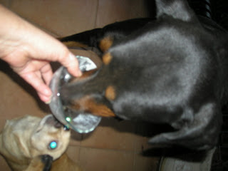 rottweiler eating yogurt, La Ceiba, Honduras