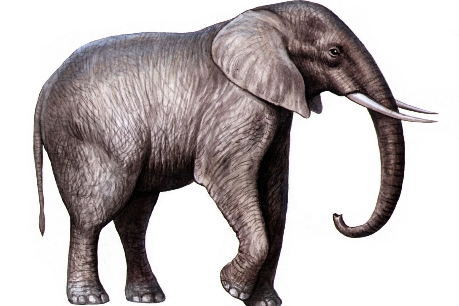  gambar  Gambar  Gajah Lengkap 
