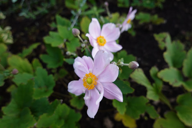 鳥取県西伯郡南部町鶴田　とっとり花回廊　グレイスガーデン　貴船菊（きぶねぎく）