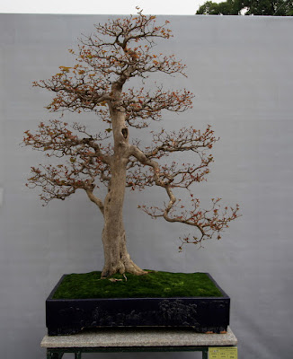 Bonsai Dewandaru