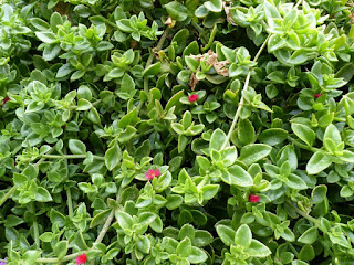 Ficoïde à feuilles en cœur - Aptenia cordifolia - Mesembryanthemum cordifolium - Apténie cordée