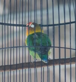 Lovebird Konslet Juara Nasional