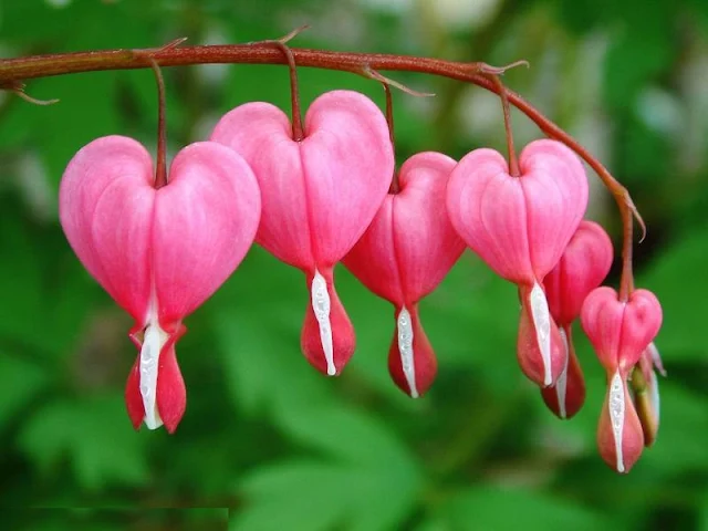 Coração-sangrento-Dicentra-spectabilis