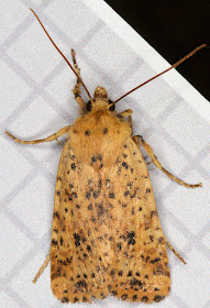 Dotted Chestnut, Conistra rubiginea.  In the West Wickham Common light trap on 15 April 2015.