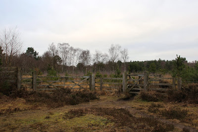 Allerthorpe woods, forestry commission, near Pocklington, east yorks, uk