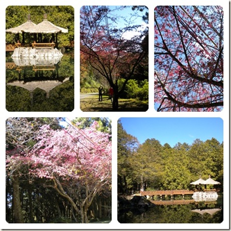 阿里山花海合1