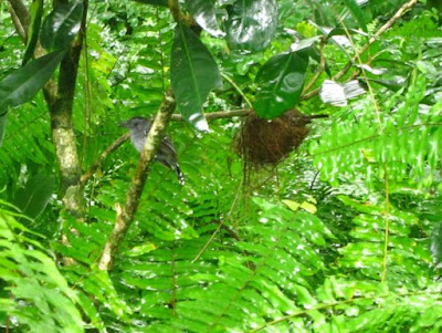 Pajarito en Parque Nacional de Cahuita