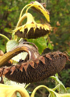 Sunflower heads forming seeds