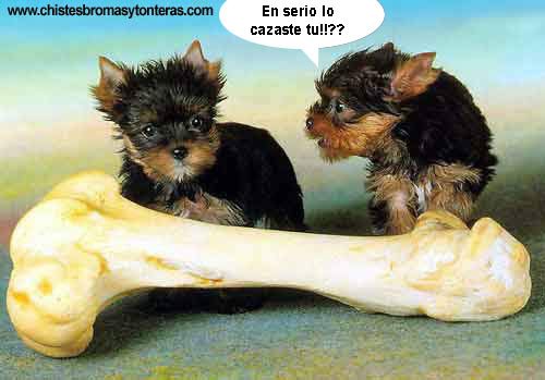 Perros graciosos (45 fotos) Taringa! - Imagenes Graciosas Perros