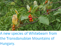 http://sciencythoughts.blogspot.co.uk/2014/04/a-new-species-of-whitebeam-from.html