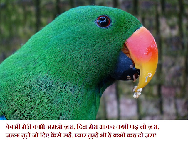 latest Dard shayari in hindi with an image 