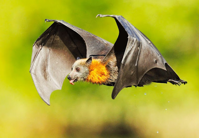 Grey-heaed Flying Fox