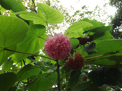 Linda Flor de uma Bela Natureza e Flores
