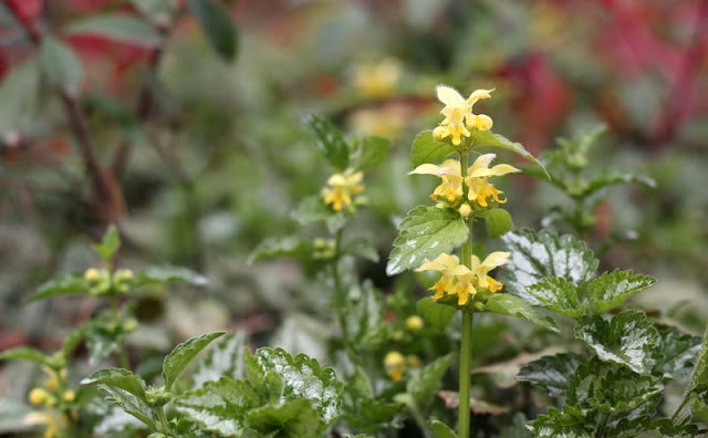 Yellow Archangel Flowers Pictures