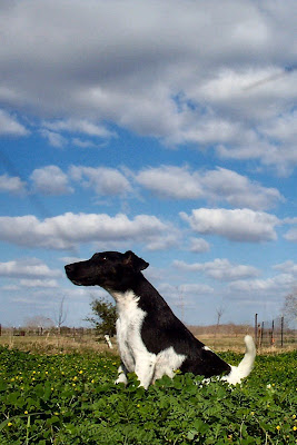 Smooth Fox Terrier