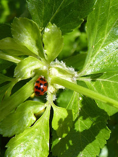 Harlequin Ladybird (Harmonia axyridis)