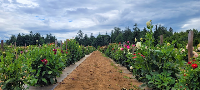 Field of beautiful dahlias