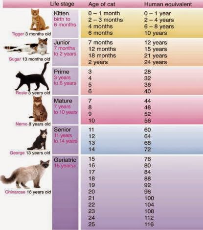 Perbandingan Umur Kucing Dengan Umur Manusia