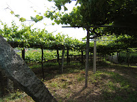 Vista bajo las cepas de albariño de Do Ferreiro