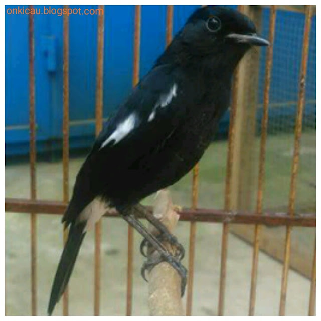 Decu Kembang Gacor : Gambar Burung Decu Wulung | Gambar Burung Wallpaper : Oleh admindiposting ...