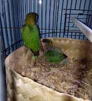 Saya sendiri otodidak sebetulnya. Namun komunikasi dengan sesama teman peternak burung love bird tetaplah yang terbaik. Dari situ, saya bisa mengetahui cara terbaik dalam merawat si Burung Cinta.