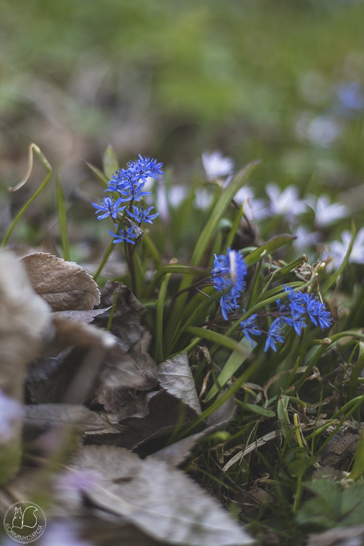 Oravankesäpesä siirtolapuutarha pikkusinililja Scilla bifolia