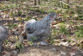 cuckoo silkie rooster