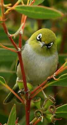 Mengatasi over birahi burung pleci