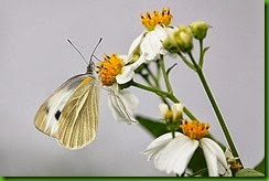 clip_image021