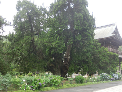  建長寺前栽列樹