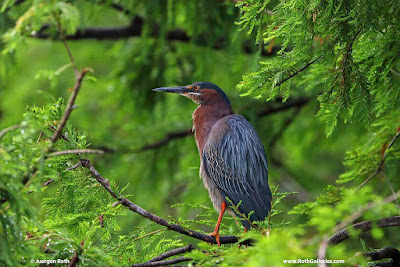 Green Heron photo image