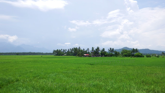 ricefield Abuyog Leyte