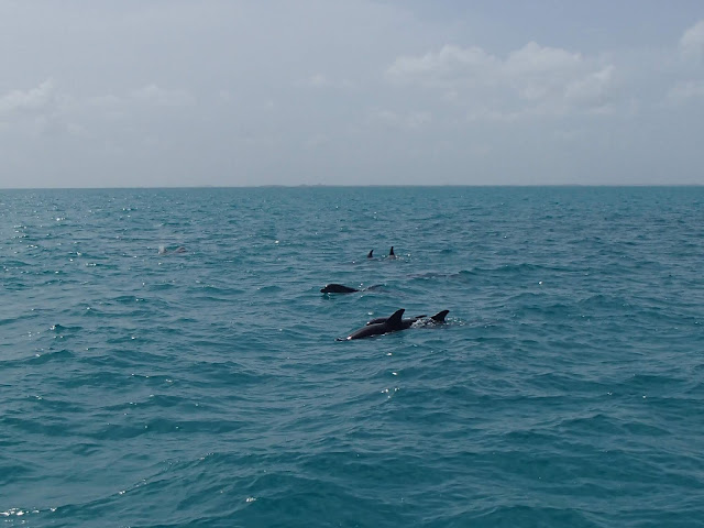 dolphins