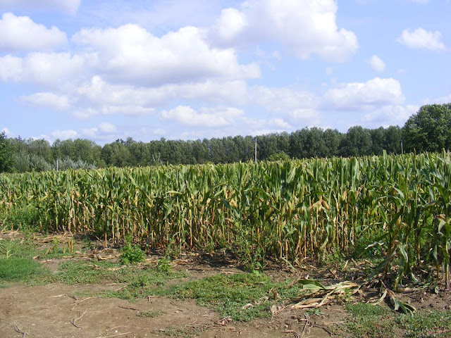 Seed maize crop, Vienne, France. Photo by Loire Valley Time Travel.