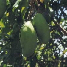  MANGGA  INDRAMAYU MANGGA  GOLEK PELEM GOLEK INDRAMAYU