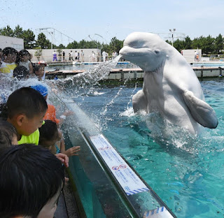   beluga wal, beluga whale facts, beluga whale species, beluga whale size, beluga whales, beluga whale predators, where do beluga whales live, beluga whale habitat, beluga whale scientific name