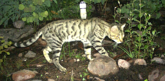Austrália está em guerra contra gatos para salvar animais nativos