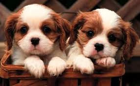 Adorable puppies 