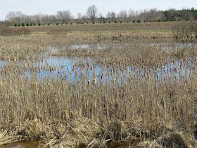 wetland