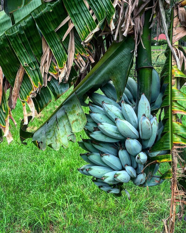 jual bibit pohon pisang biru cepat buah jakarta utara Lubuklinggau