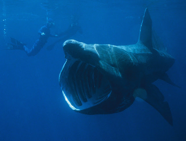 Divers Dwarfed by Whales And Sharks Seen On www.coolpicturegallery.us