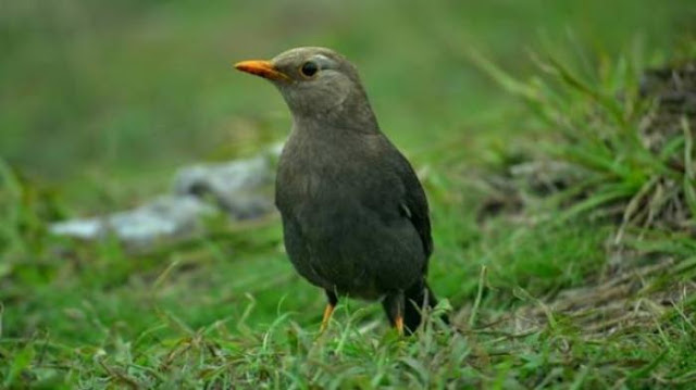 Jalak gading bird