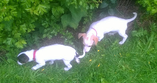 Slinking along in shelter from the rain